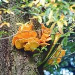 Polypore soufré - Laetiporus sulphureus
