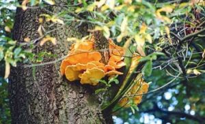 Polypore soufré - Laetiporus sulphureus