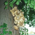 Polypore écailleux - Polyporus squamosus