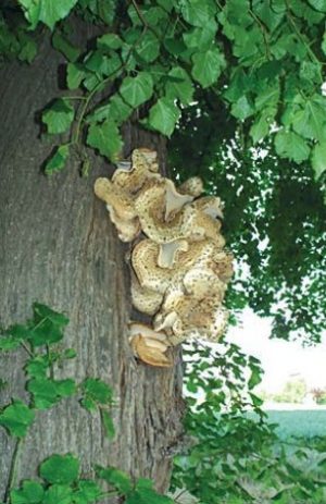 Polypore écailleux - Polyporus squamosus