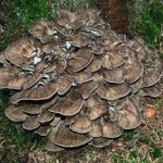 Poule des bois - Grifola frondosa