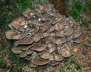 Poule des bois - Grifola frondosa