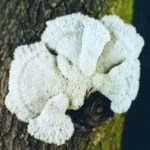Schizophylle commun - schizophyllum commune