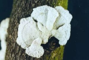 Schizophylle commun - schizophyllum commune
