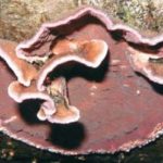 Stérée pourpre - Chondrostereun purpureum