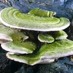 Tramète bossu - Trametes gibbosa