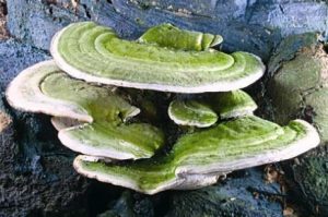 Tramète bossu - Trametes gibbosa