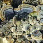Tramète versicolor - Trametes versicolor
