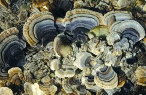 Tramète versicolor - Trametes versicolor