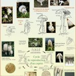 Biologie des champignons à lames