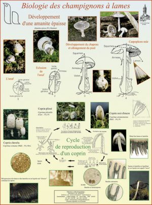 Biologie des champignons à lames