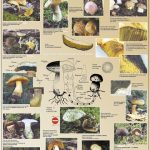 Biologie des champignons à tubes