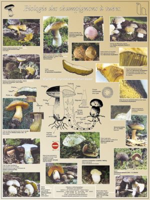 Biologie des champignons à tubes