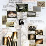 Biologie d'un champignon polypore
