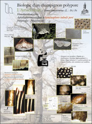 Biologie d'un champignon polypore