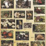 Des champignons de printemps