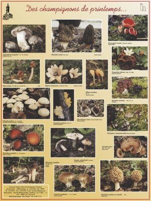 Des champignons de printemps