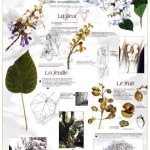 Paulownia