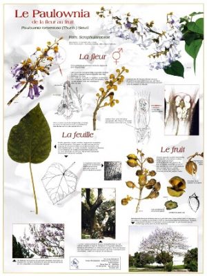Paulownia