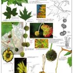 Platane à feuilles d'érable
