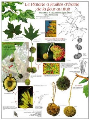 Platane à feuilles d'érable