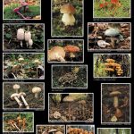 Promenade mycologique en forêt de Stambruges et à la Mer de Sable (2 posters)