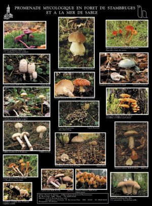 Promenade mycologique en forêt de Stambruges et à la Mer de Sable (2 posters)