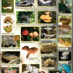 Quelques champignons polypores