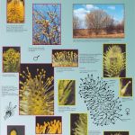 Saule marsault