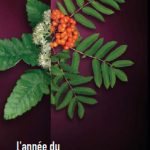 Couverture du dépliant « L'année du sorbier » : feuilles, fleurs et fruits rouges de sorbier