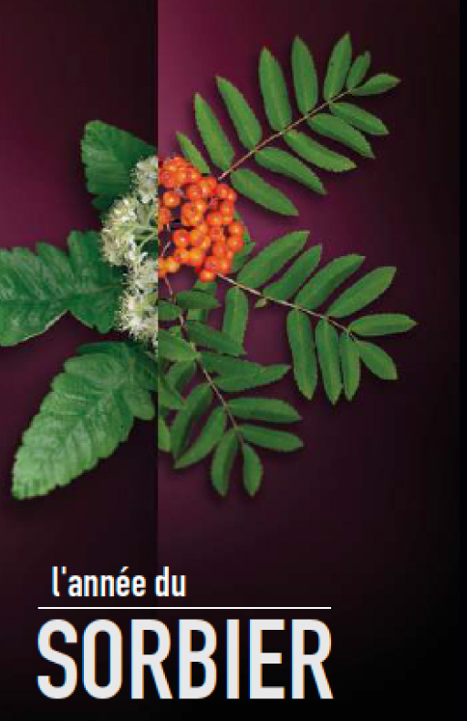 Couverture du dépliant « L'année du sorbier » : feuilles, fleurs et fruits rouges de sorbier