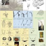 Le noisetier, de la floraison à la fructification