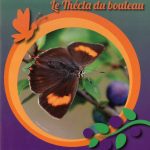 Le Thécla du bouleau