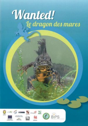 Le dragon des mares