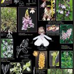 Orchidées sauvages de nos régions