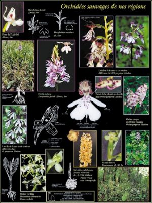 Orchidées sauvages de nos régions