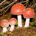 Les champignons - Fiches (à télécharger)