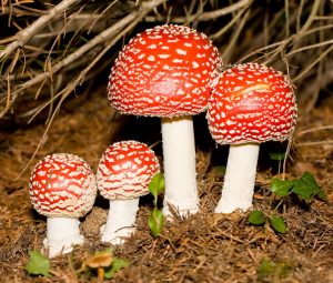 Les champignons - Fiches (à télécharger)