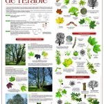2016 - L'année de l'érable