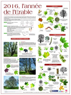 2016 - L'année de l'érable