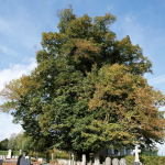 L'arbre de la liberté de Lessines