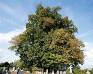 L'arbre de la liberté de Lessines