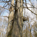 L'arbre des quatre frères de Rance