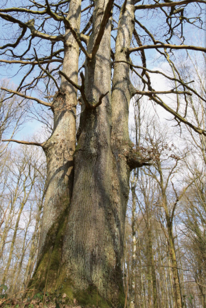 L'arbre des quatre frères de Rance