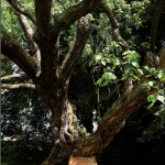 Le catalpa commun de Mons