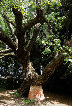 Le catalpa commun de Mons