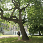 Le plaqueminier du Japon de Tournai