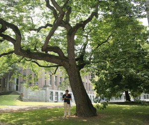 Le plaqueminier du Japon de Tournai