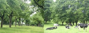 JOURNEE: TRANS AGRO FOREST