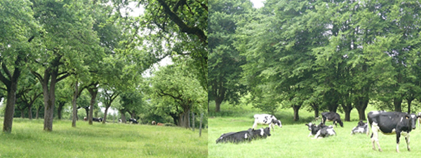 Journée Trans Agro Forest - Comité de réflexion transfrontalier